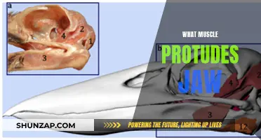 Jawline Muscles: What's the Prominent Muscle?