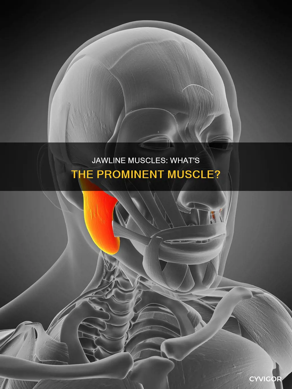 what muscle protudes jaw