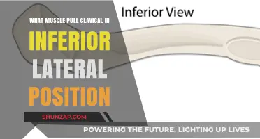 Muscles Responsible for Pulling the Clavicle in Inferior Lateral Position