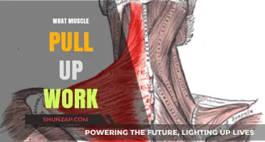 Mastering Pull-Ups: Targeted Muscles and Effective Techniques Explained