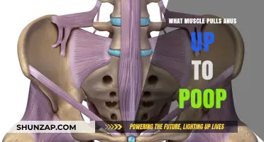How Pelvic Floor Muscles Lift the Anus for Bowel Movements