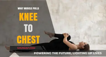 Understanding the Psoas Muscle: Key to Pulling Knee to Chest