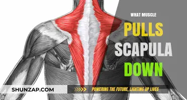 Understanding the Muscles Responsible for Scapula Depression: A Guide