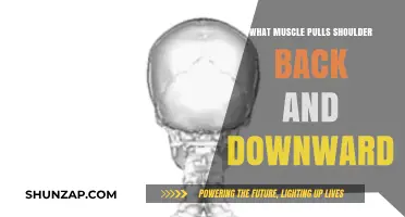 Understanding the Rhomboid Muscle: Pulling Shoulders Back and Downward