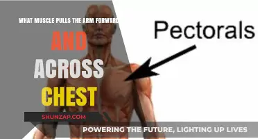 Pectoralis Major: The Muscle Driving Arm Forward and Across Chest