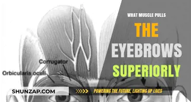 Superior Eyebrow Movement: The Role of the Frontalis Muscle Explained