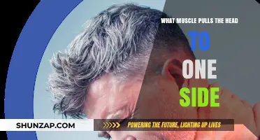 Understanding the Muscle Responsible for Pulling the Head to One Side