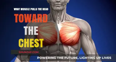 Understanding the Muscles That Pull Your Head Toward Your Chest