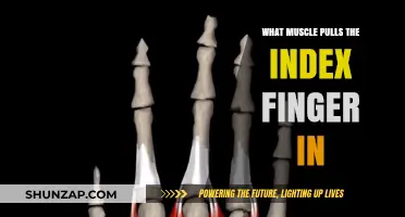 Understanding the Muscle Responsible for Index Finger Movement
