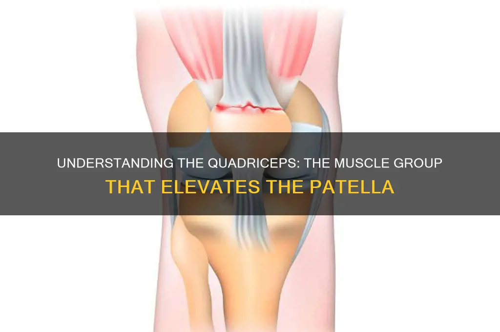 what muscle pulls the patella up