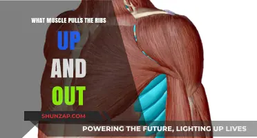 How the Diaphragm and Intercostal Muscles Elevate Ribs During Breathing
