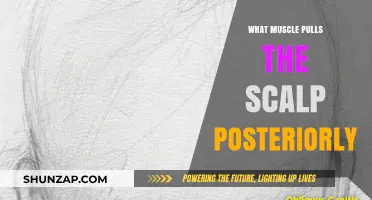 Discover the Muscle Responsible for Pulling the Scalp Posteriorly