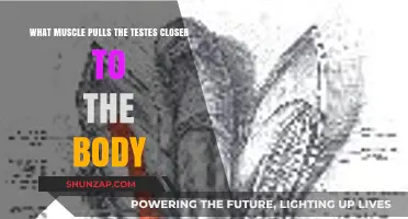 Cremaster Muscle: How It Pulls Testes Closer to the Body