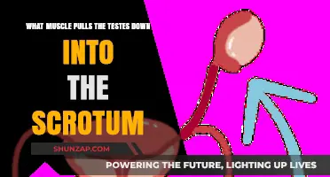 How the Cremaster Muscle Lowers Testes into the Scrotum