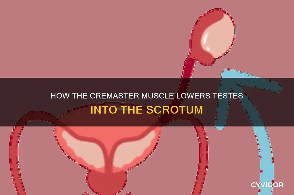 what muscle pulls the testes down into the scrotum