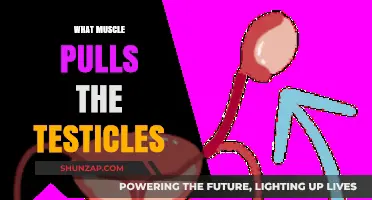 Understanding the Cremaster Muscle: How Testicles are Pulled and Protected