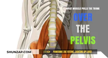 How the Psoas Muscle Pulls the Trunk Over the Pelvis