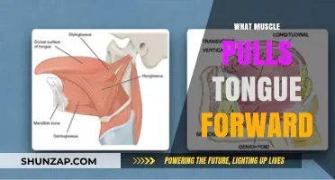 Tongue Protraction: The Muscle Behind Forward Tongue Movement Explained