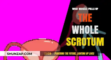 Understanding the Cremaster Muscle: Scrotum Elevation Explained
