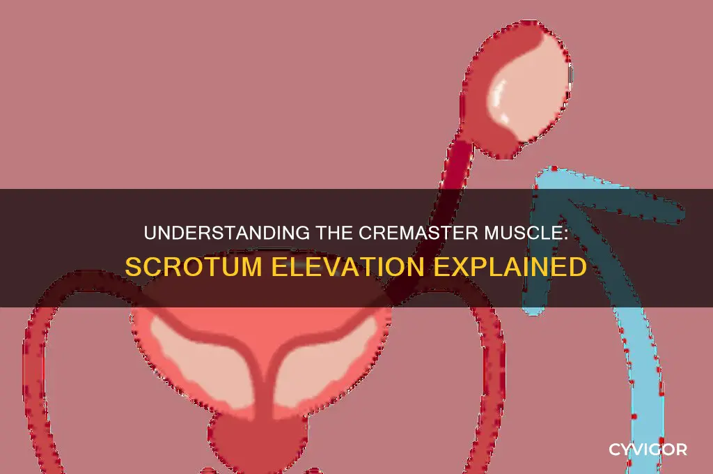 what muscle pulls up the whole scrotum