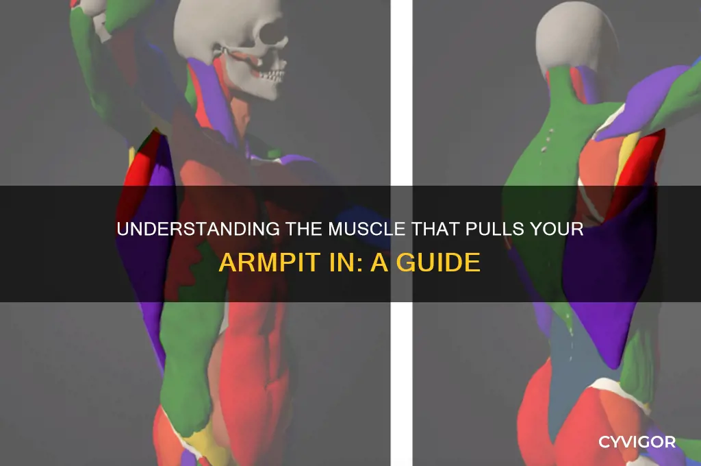 what muscle pulls your armpit in