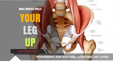 Understanding the Hip Flexor: Muscle Responsible for Lifting Your Leg Up