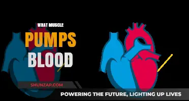 The Heart's Mighty Muscle Powers Blood Flow