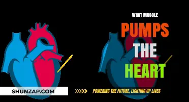 The Heart's Muscle: Pumping Blood, Sustaining Life