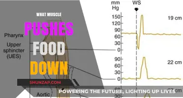 How Muscles Help Push Food Down