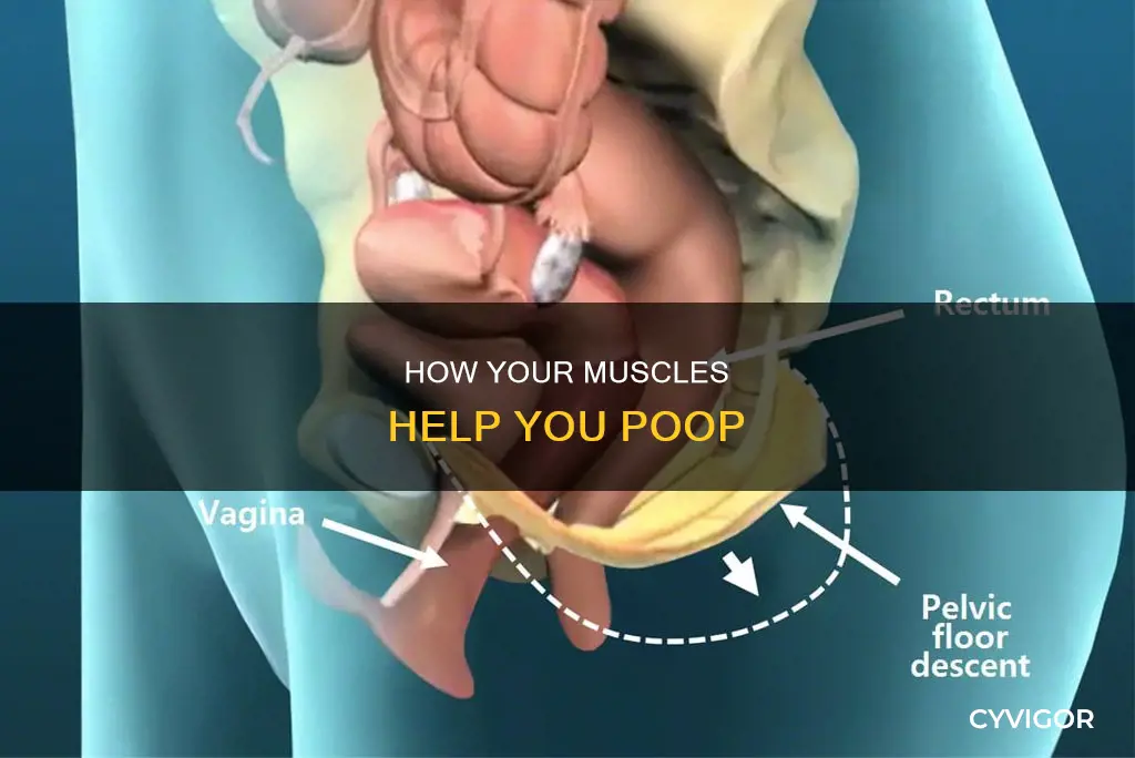 what muscle pushes out poop