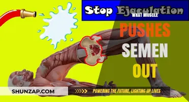 How Muscles Ejaculate Semen: The Science