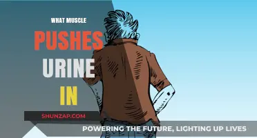 How Your Body Pushes Urine Out