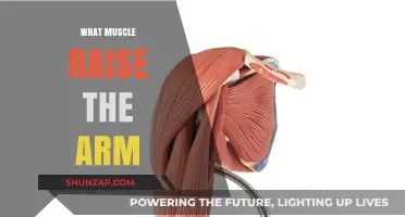 Muscles That Lift Your Arm: Anatomy and Function Explained