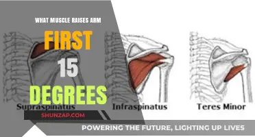 Which Muscle Initiates the First 15 Degrees of Arm Elevation?