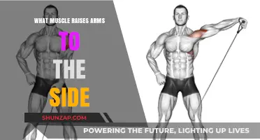 How the Deltoid Muscle Powers Side Arm Raises: A Guide