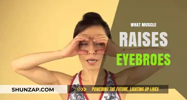 Eyebrow Raiser: The Forehead Muscle Mystery