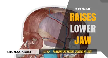 How the Lower Jaw Muscle Works