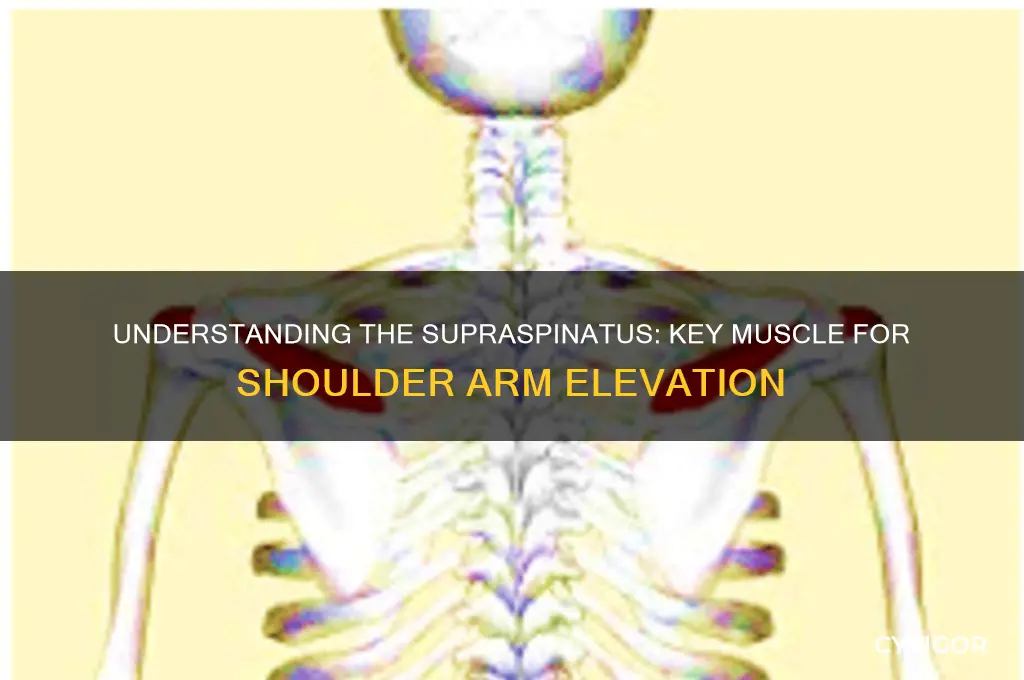 what muscle raises the arm at the shoulder