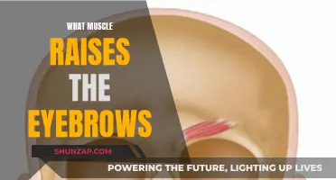 Eyebrow Raisers: Which Muscles Are Responsible?