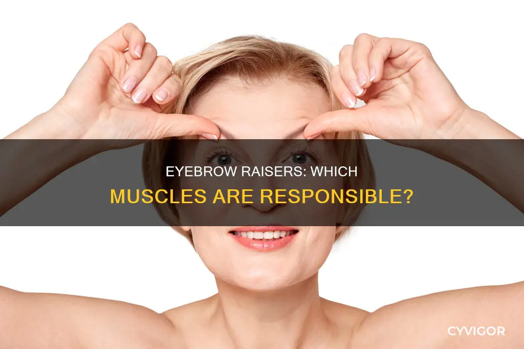 what muscle raises the eyebrows