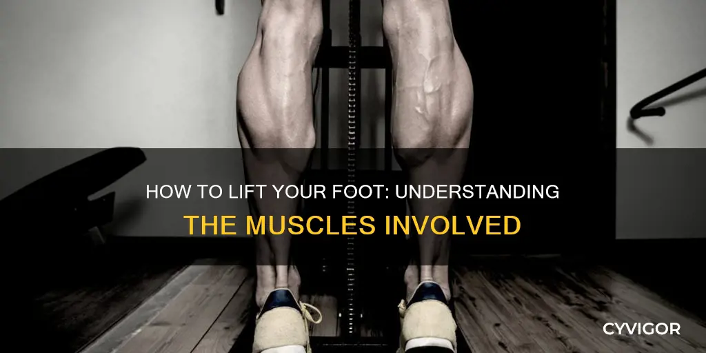 what muscle raises the foot