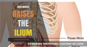 Understanding the Ilium Muscle Movement and Its Power
