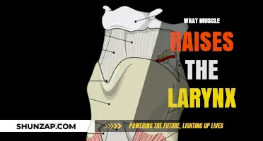 How the Larynx is Raised by Muscles