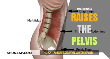 Pelvic Muscles: Understanding the Power Behind the Pelvis