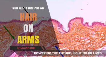 How the Arrector Pili Muscle Causes Arm Hair to Stand Up