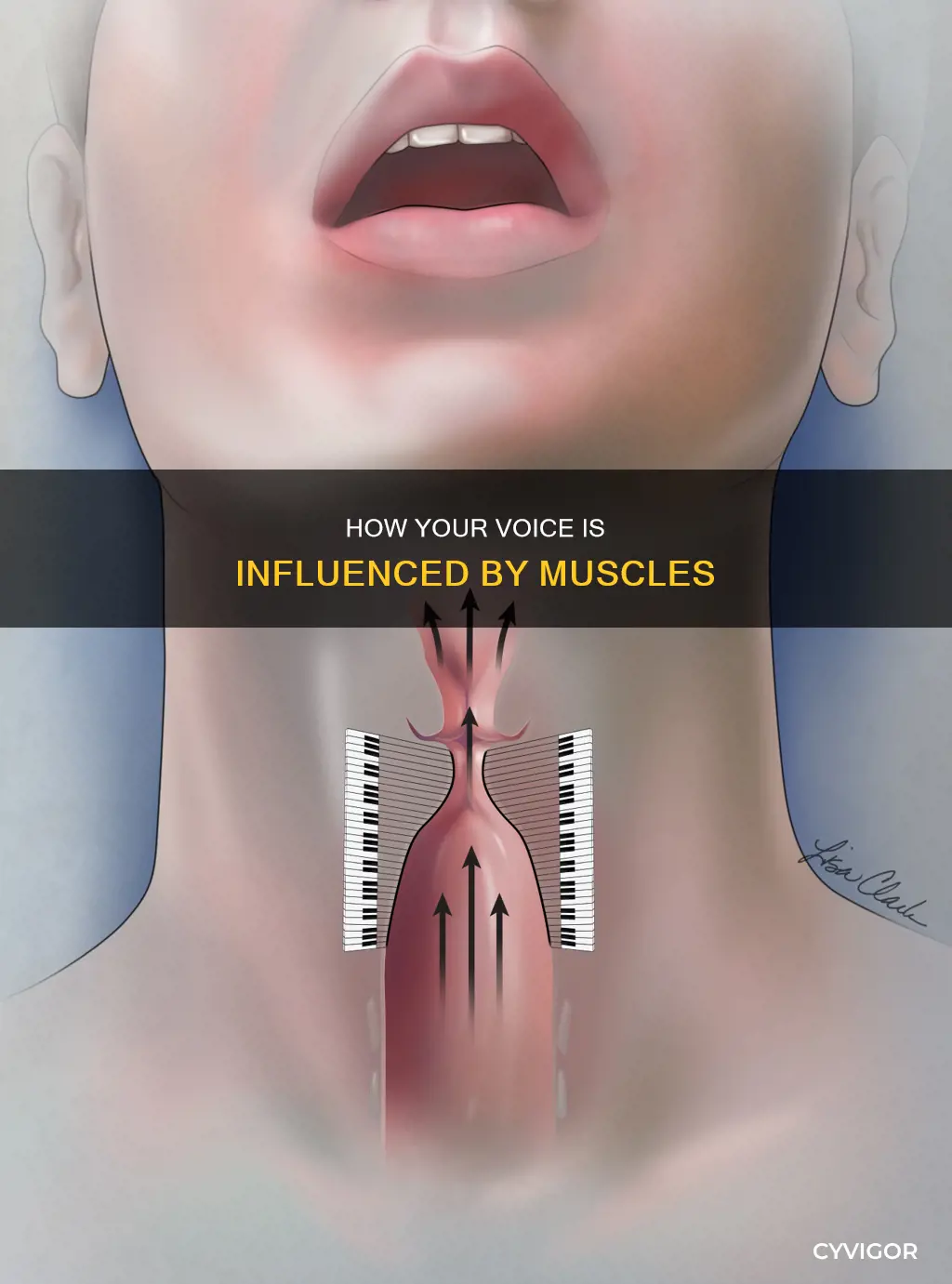what muscle raises the voice