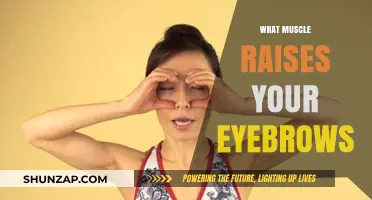 Eyebrow Raiser: The Forehead Muscle Anatomy