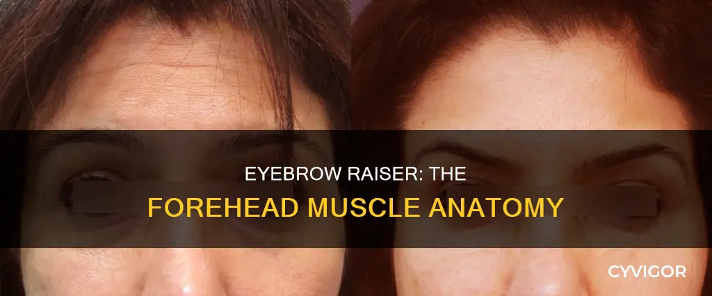 what muscle raises your eyebrows