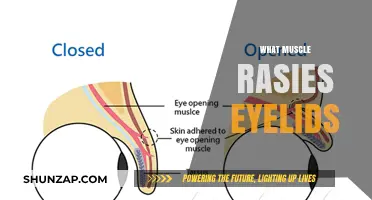 Eyelid Movement: Muscles Behind the Action