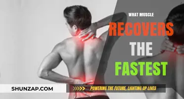Which Muscles Recover the Quickest After an Intense Workout?